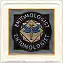 entomologist career art, entomologist gifts, entomologist gifts for grads, graduation and professionals, entomologist occupation art, entomologist paintings and limited edition fine art prints by artists Jane Billman and Gregg Billman